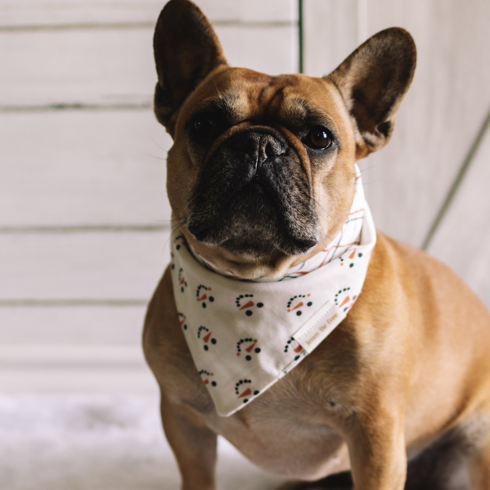 dog bandana scarf jack frost