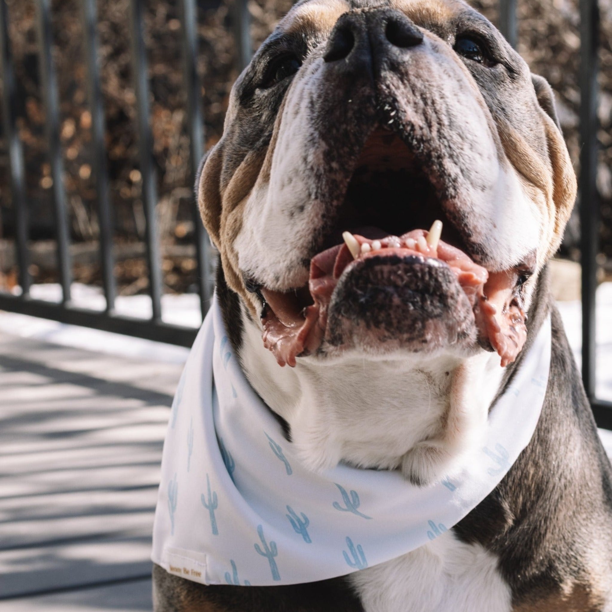 colourful cactus hyde